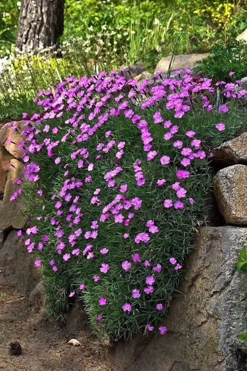 欧石竹，开花机器，，花期长，耐踩踏，草坪，山东青州欧石竹