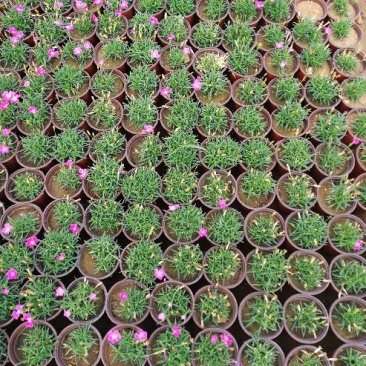 欧石竹，开花机器，，花期长，耐踩踏，草坪，山东青州欧石竹