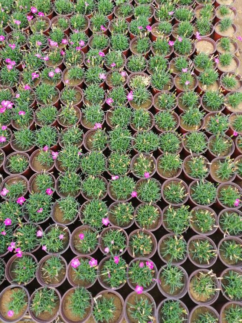 欧石竹，开花机器，，花期长，耐踩踏，草坪，山东青州欧石竹