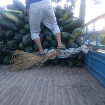 万亩东瓜大量上市全国的老板要的联系，，，