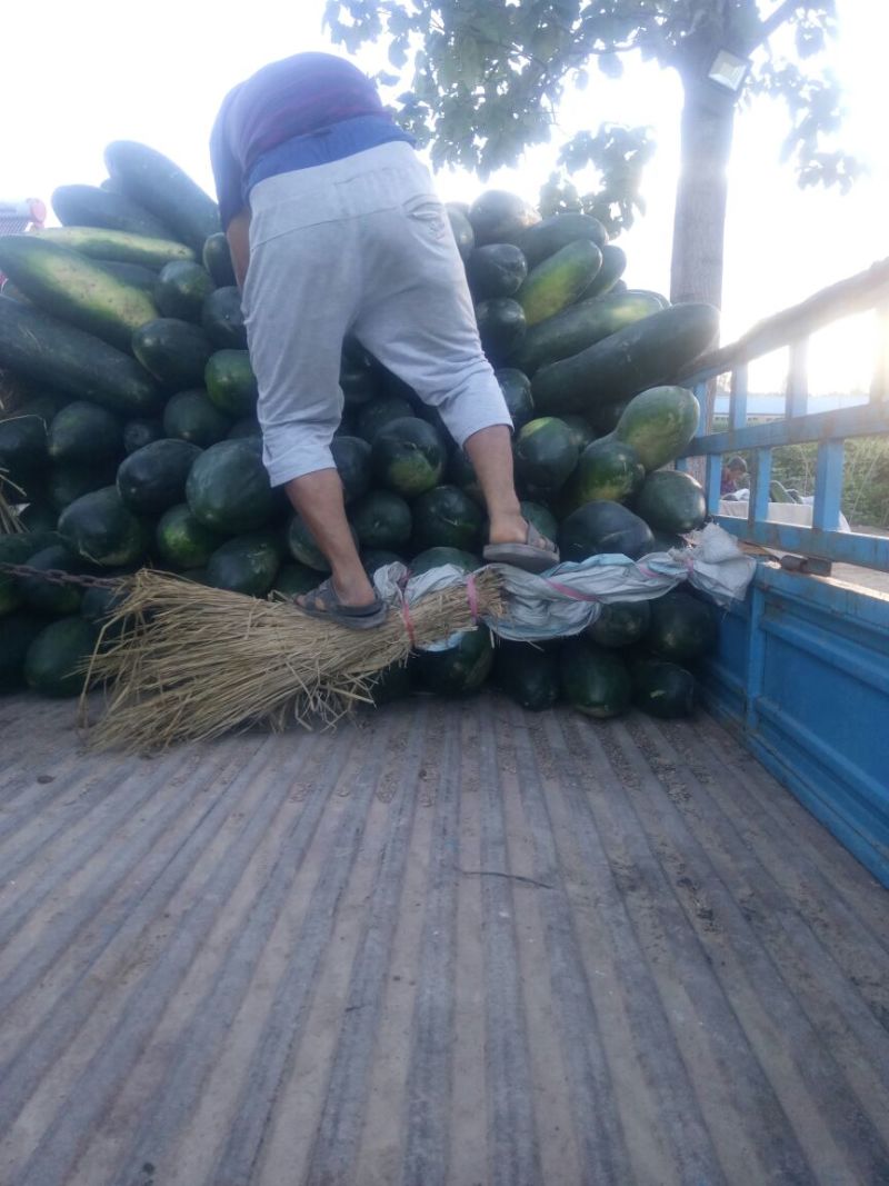 万亩东瓜大量上市全国的老板要的联系，，，