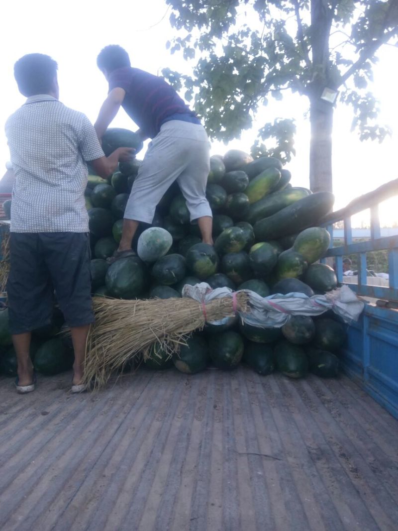 万亩东瓜大量上市全国的老板要的联系，，，