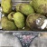 菠萝蜜大中小果都有货价格便宜