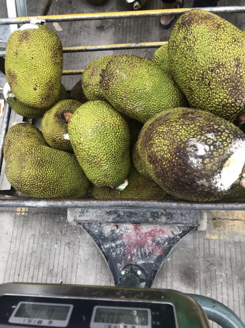 菠萝蜜大中小果都有货价格便宜