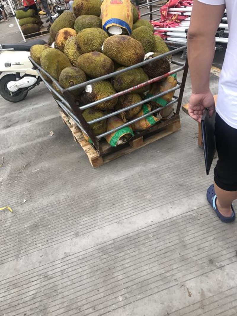 菠萝蜜大中小果都有货价格便宜