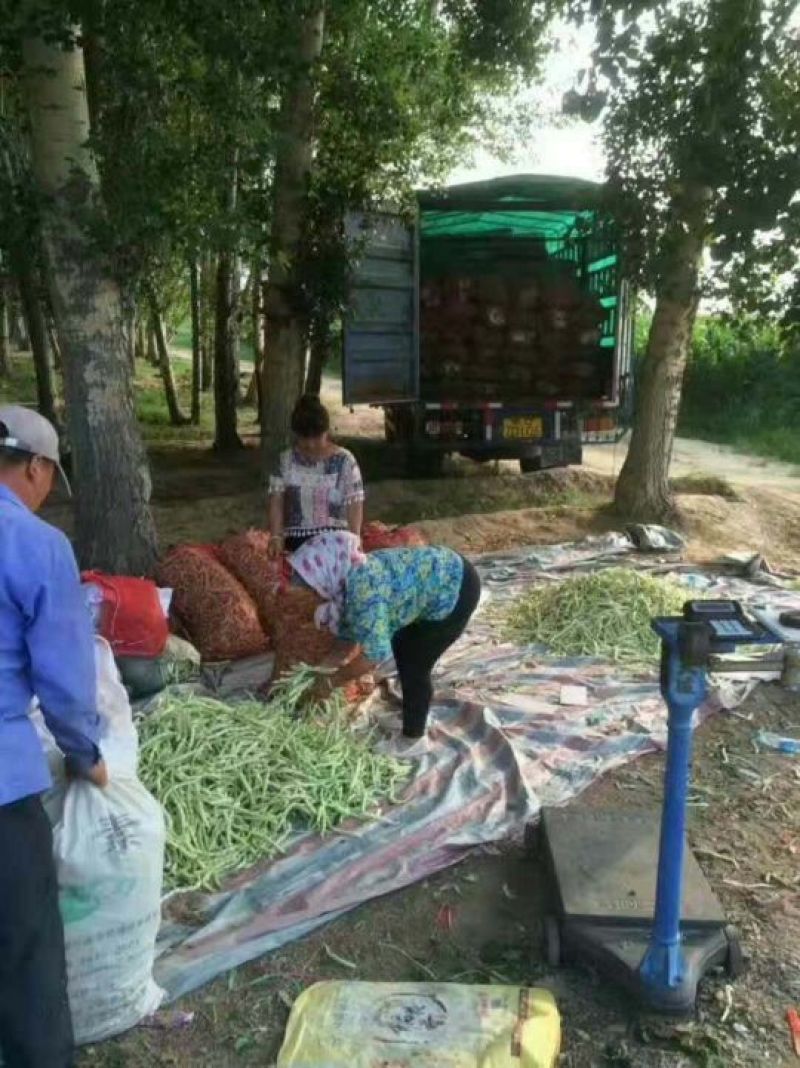 架豆（赤峰大型露天蔬菜基地），品种齐全，团队力量大。