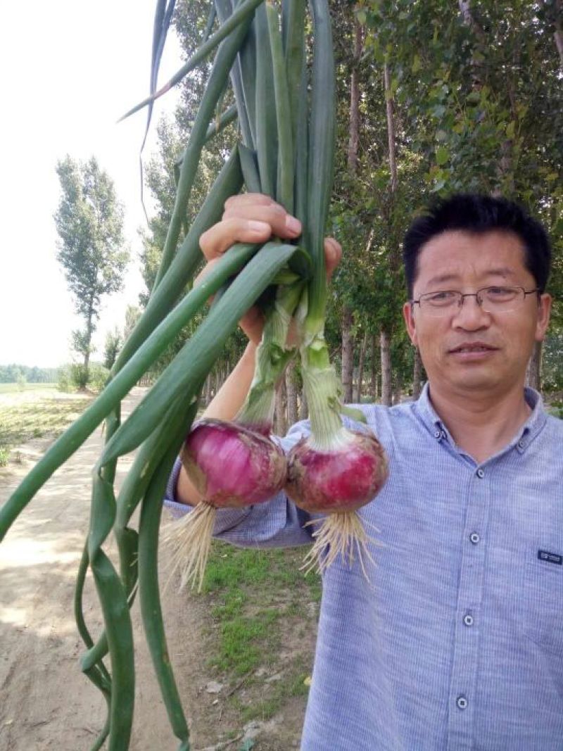 冷库二红洋葱，河西种子，河东种子，