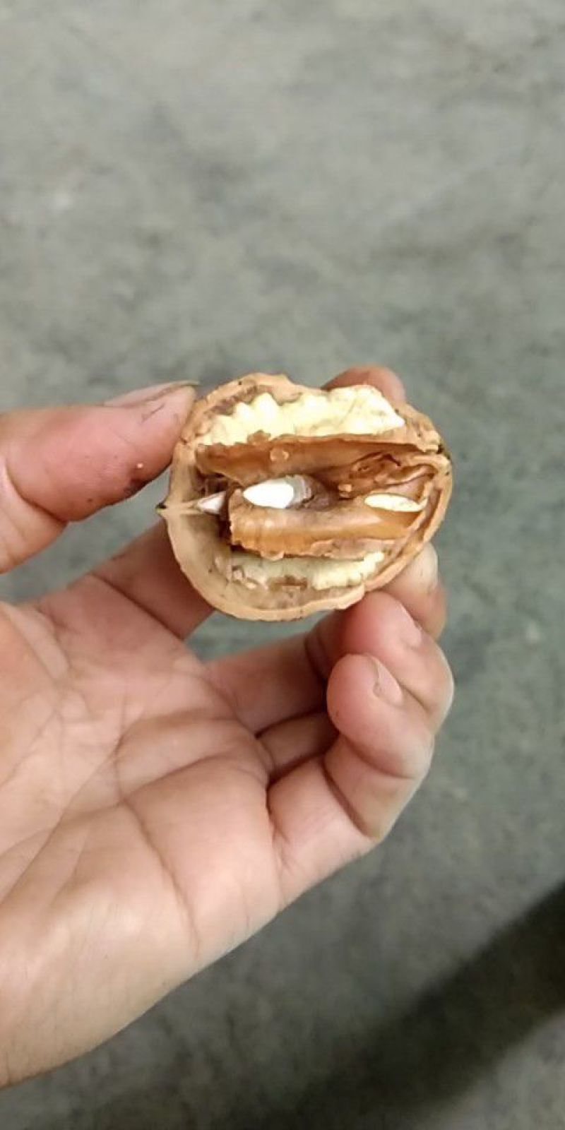 大凉山大优鲜核桃！