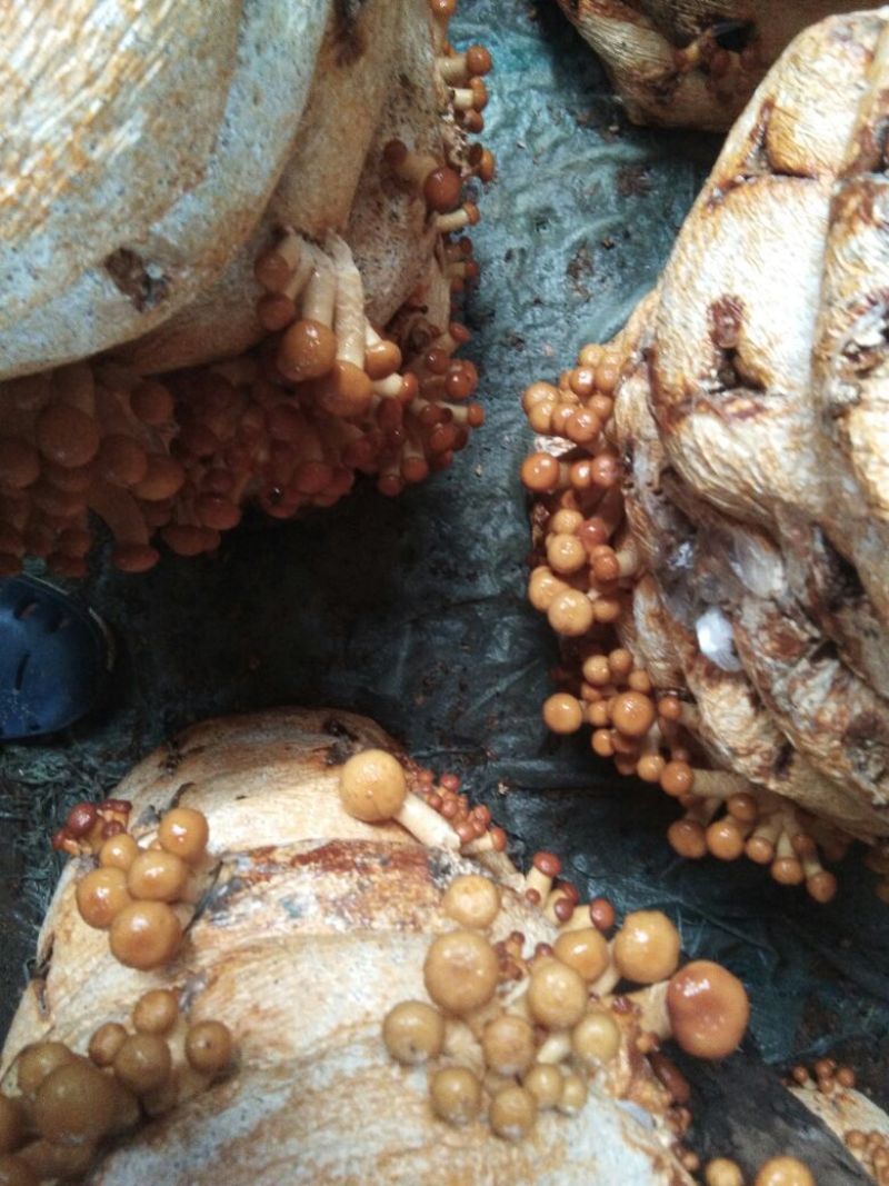 滑子菇鲜品