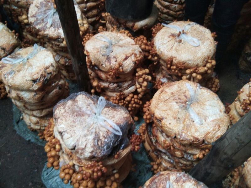 滑子菇鲜品