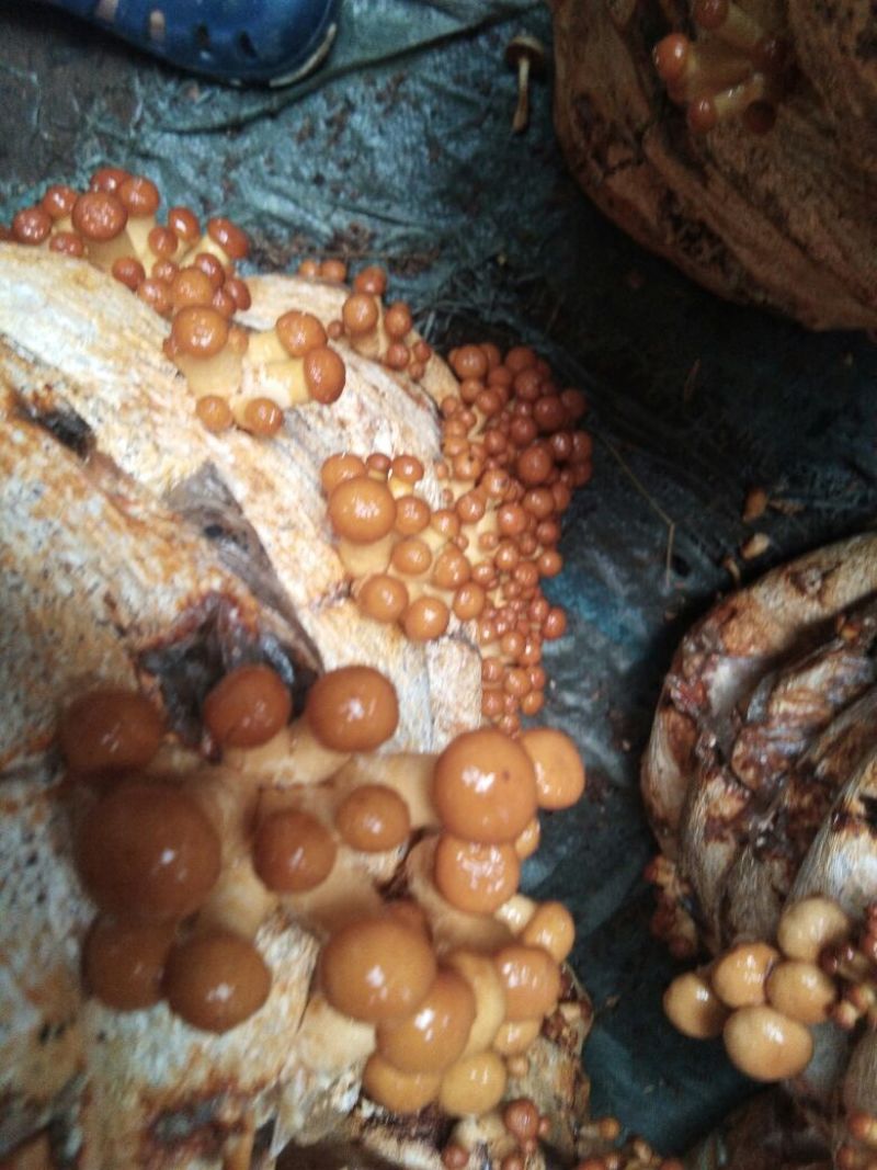 滑子菇鲜品