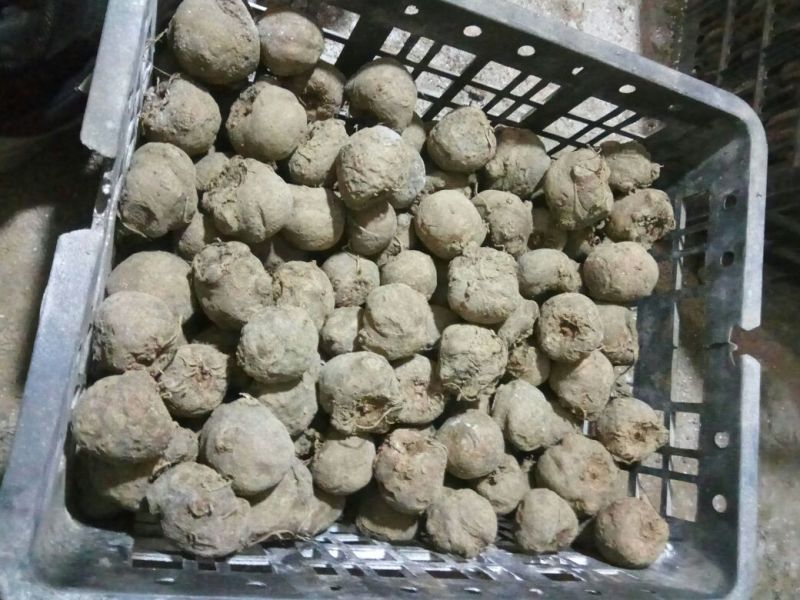 魔芋种子