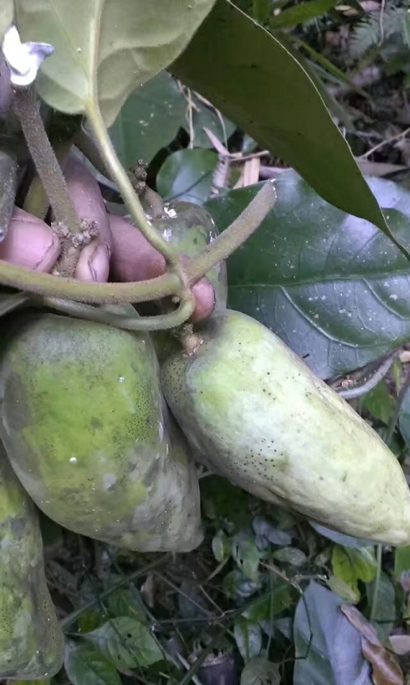 白血藤，稀少货品，现订现挖，干货需提前预订