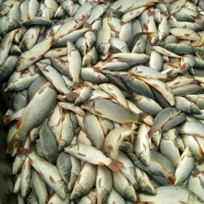 野生鲤鱼
