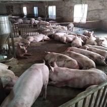 外三元100~150公斤常年提供内、外三元品种猪欢迎