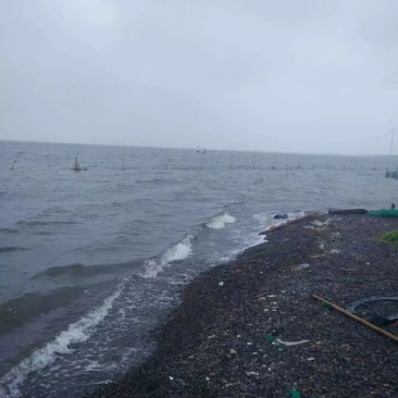 工厂直营海水虾干，海米
