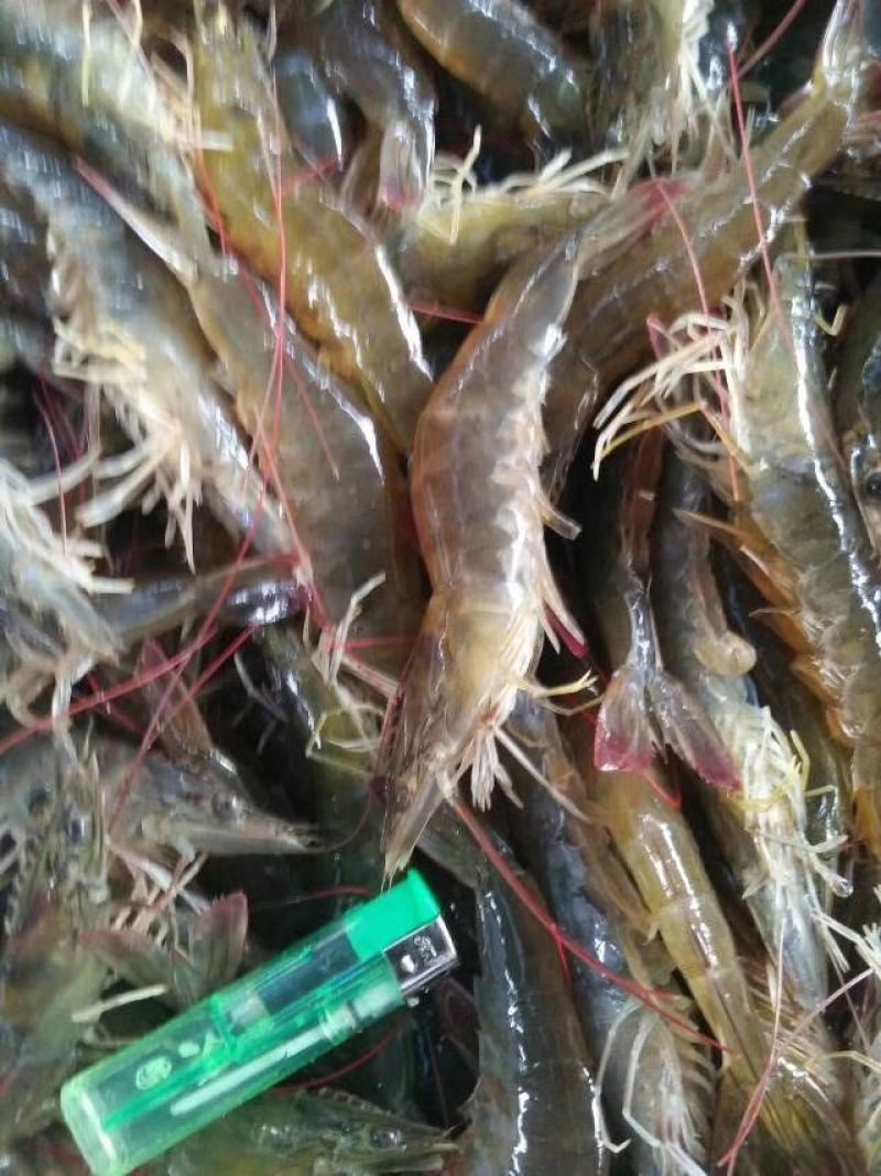 工厂直营海水虾干，海米