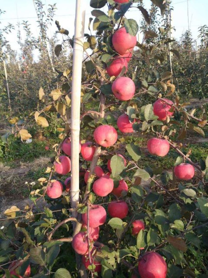 精选M9T337咏富红苹果自根砧苗，乔化苗，粮田轮做