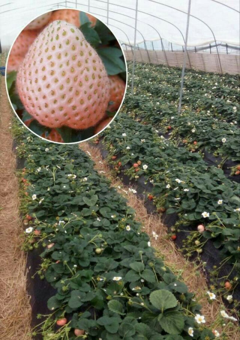 法兰地草莓种苗
