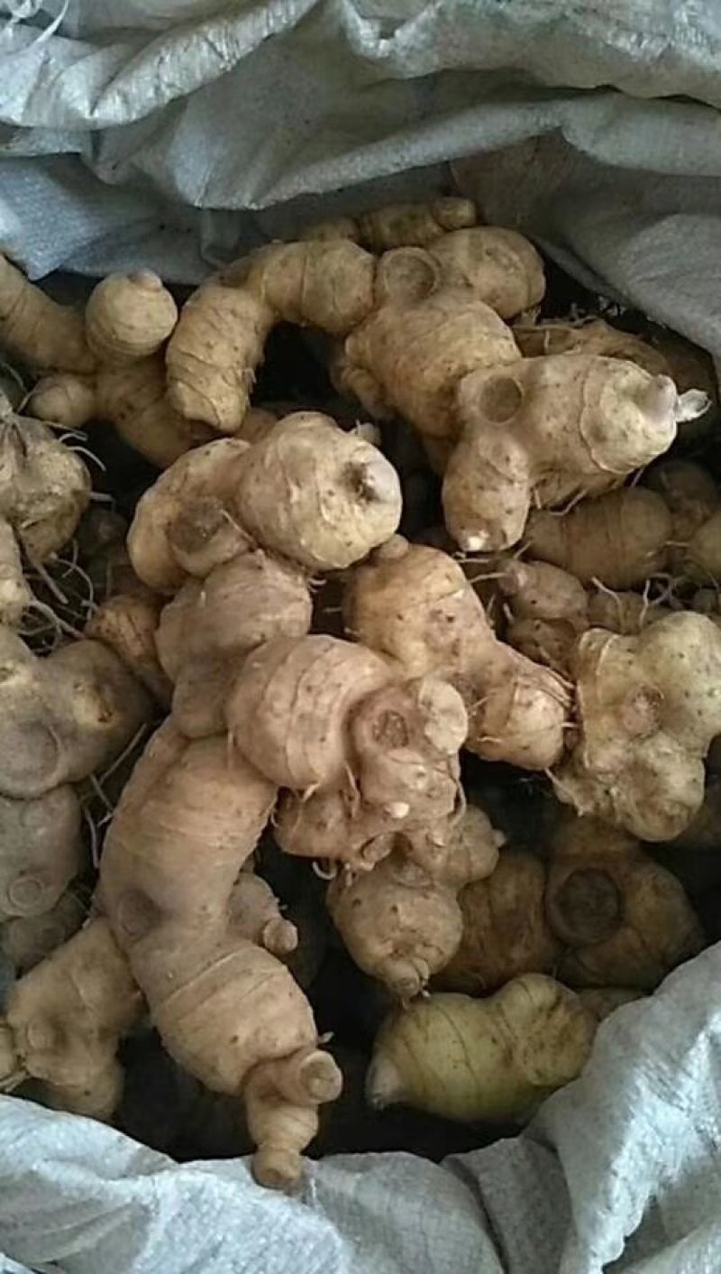 黄精