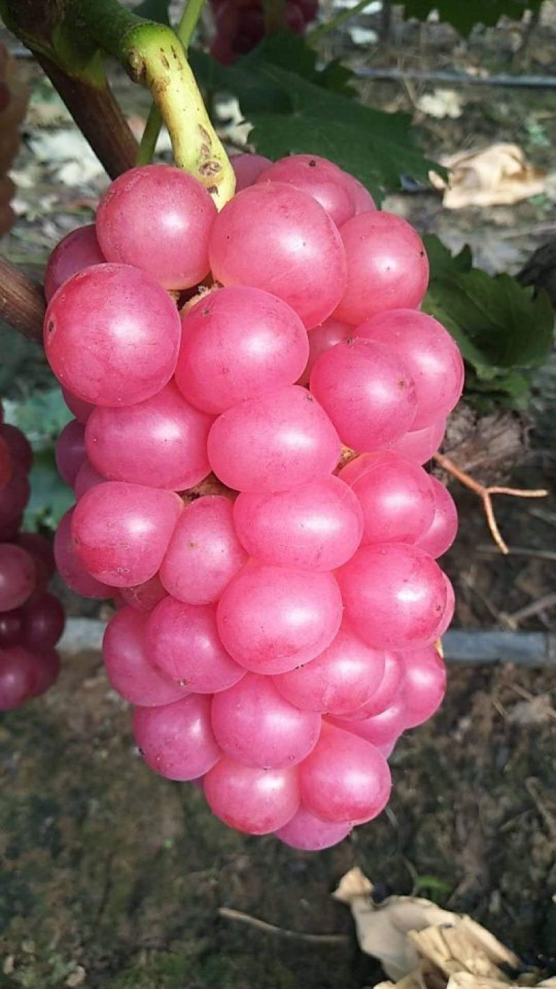 巨峰葡萄