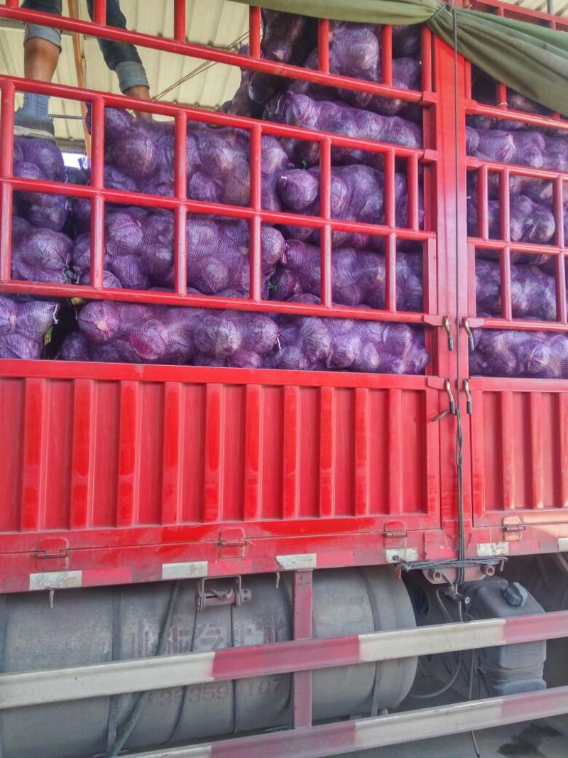 紫甘蓝精品1~2公斤发往各地