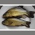 丁桂鱼20cm以上
