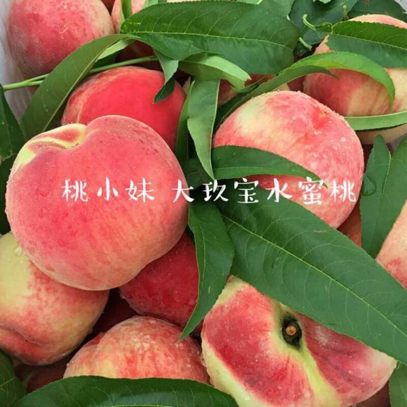 大久保70mm以上7🈷️中旬开始采摘，成熟期一个月