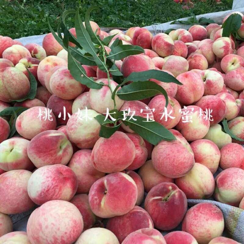 大久保70mm以上7🈷️中旬开始采摘，成熟期一个月
