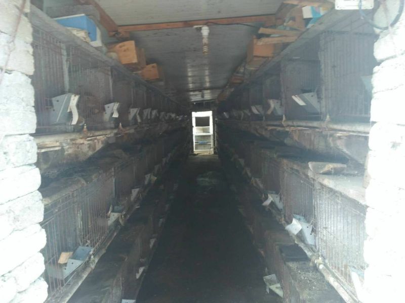 基地养殖优质比利时兔（种兔）