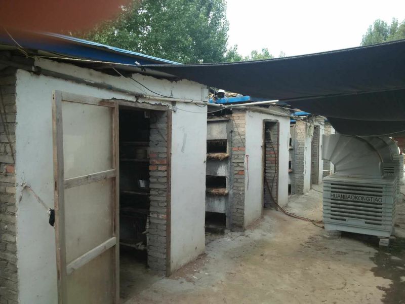 基地养殖优质比利时兔（种兔）
