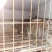 基地养殖优质比利时兔（种兔）