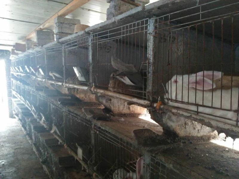 基地养殖优质比利时兔（种兔）