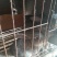 基地养殖优质比利时兔（种兔）