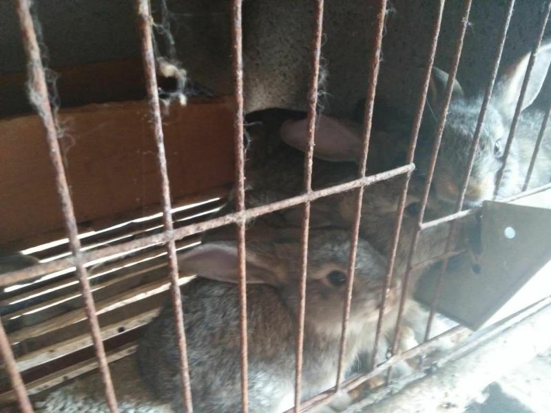 基地养殖优质比利时兔（种兔）