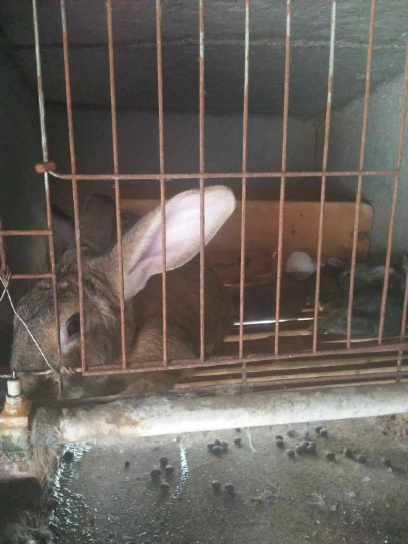 基地养殖优质比利时兔（种兔）
