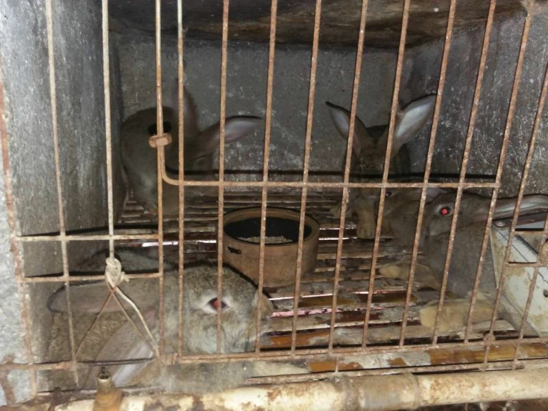 基地养殖优质比利时兔（种兔）