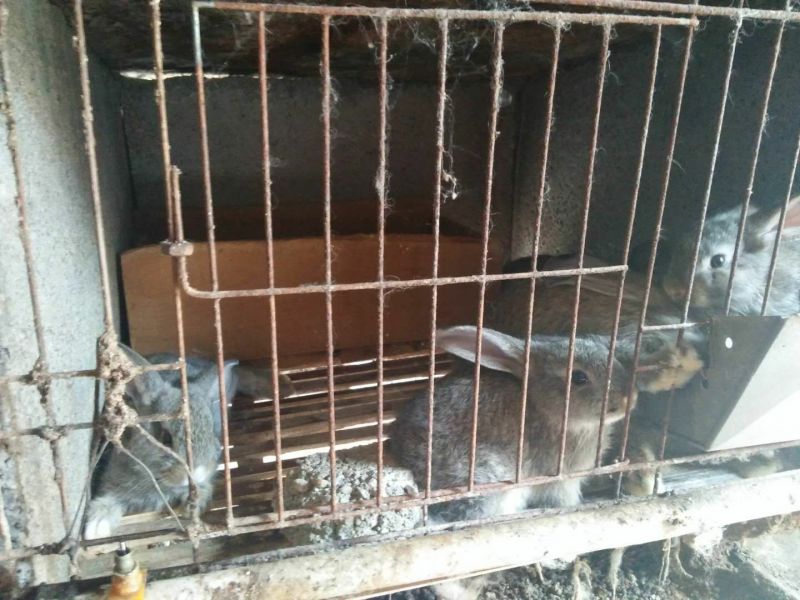 基地养殖优质比利时兔（种兔）