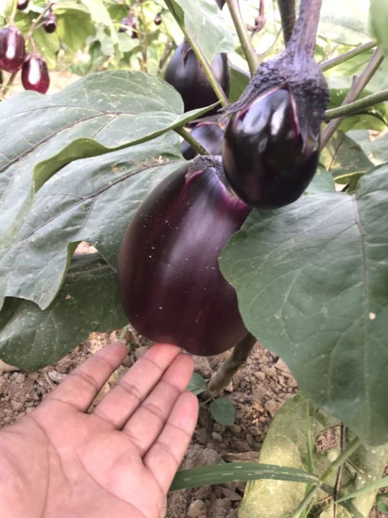 粘玉米鲜嫩甘甜