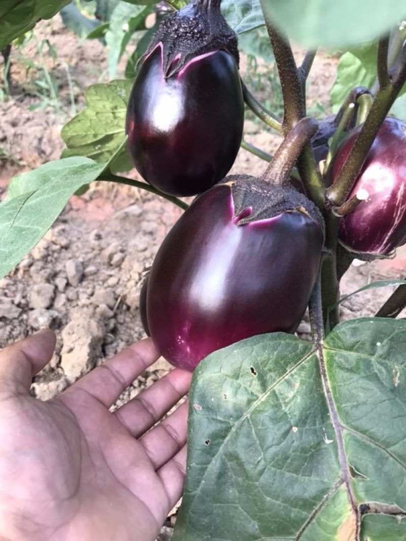 粘玉米鲜嫩甘甜