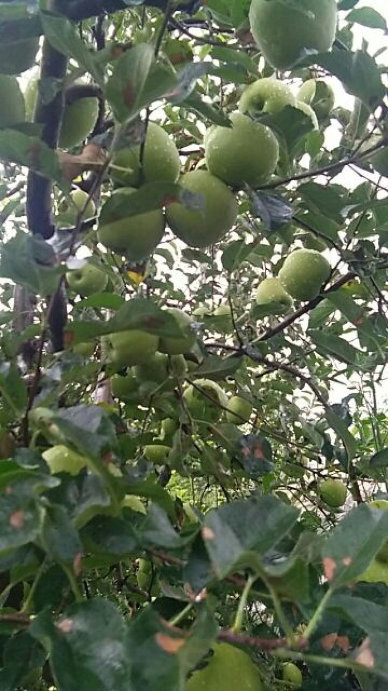 凉山盐源苹果