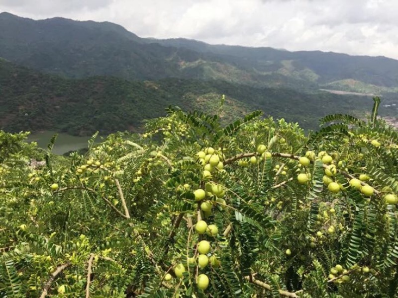 潮汕余甘子牛柑果油甘果新鲜现货现发