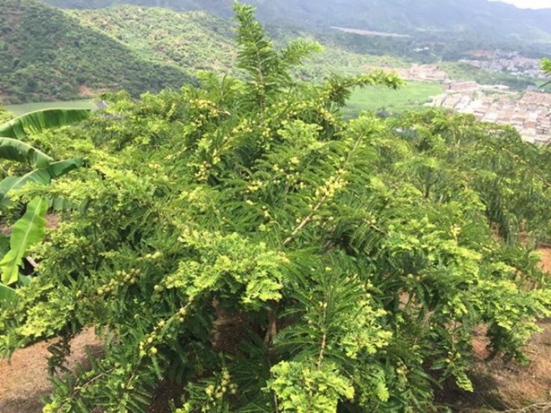 潮汕余甘子牛柑果油甘果新鲜现货现发