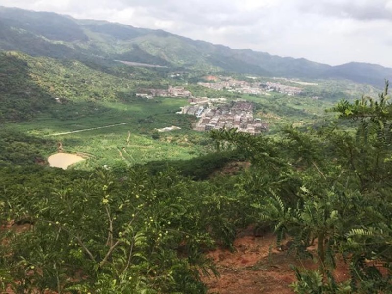 潮汕余甘子牛柑果油甘果新鲜现货现发