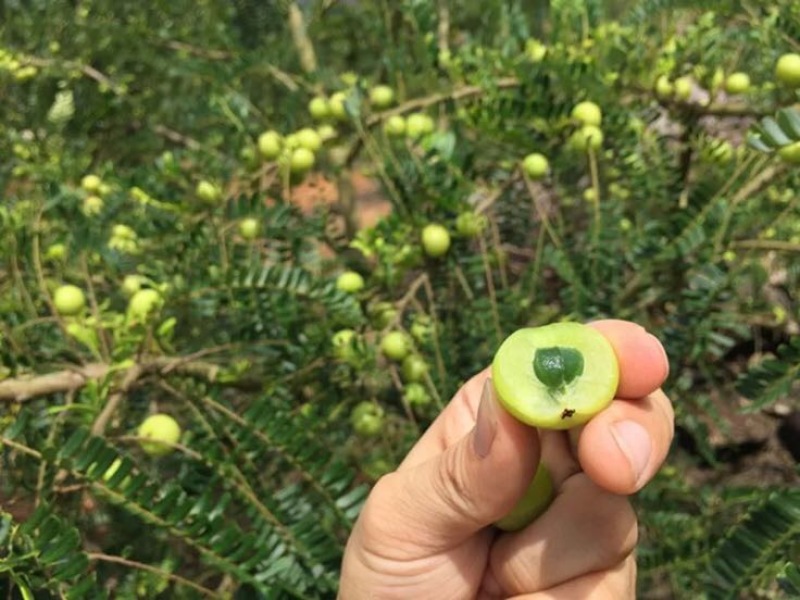 潮汕余甘子牛柑果油甘果新鲜现货现发