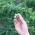 潮汕余甘子牛柑果油甘果新鲜现货现发