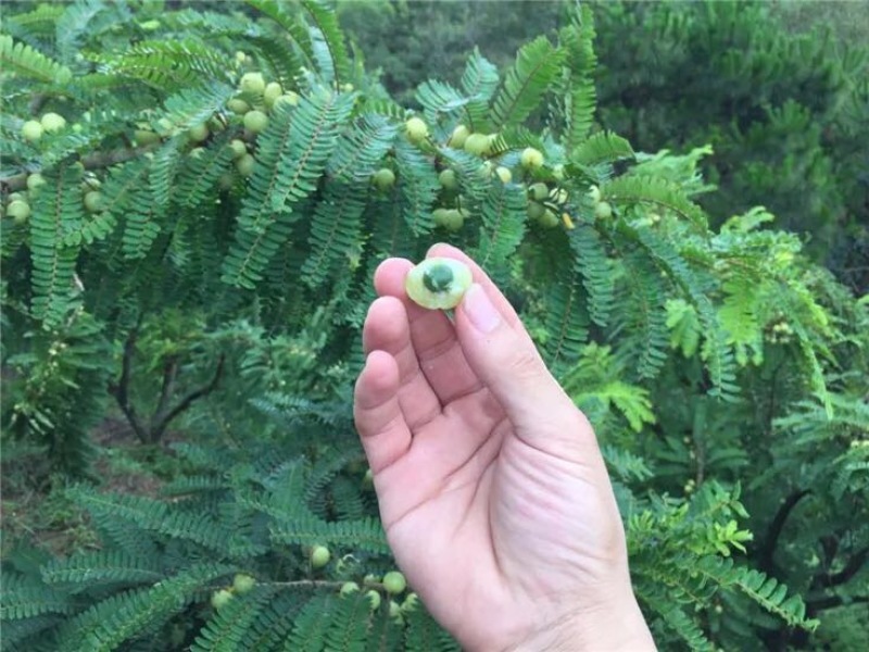 潮汕余甘子牛柑果油甘果新鲜现货现发