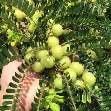 潮汕余甘子牛柑果油甘果新鲜现货现发