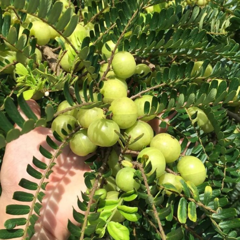 潮汕余甘子牛柑果油甘果新鲜现货现发