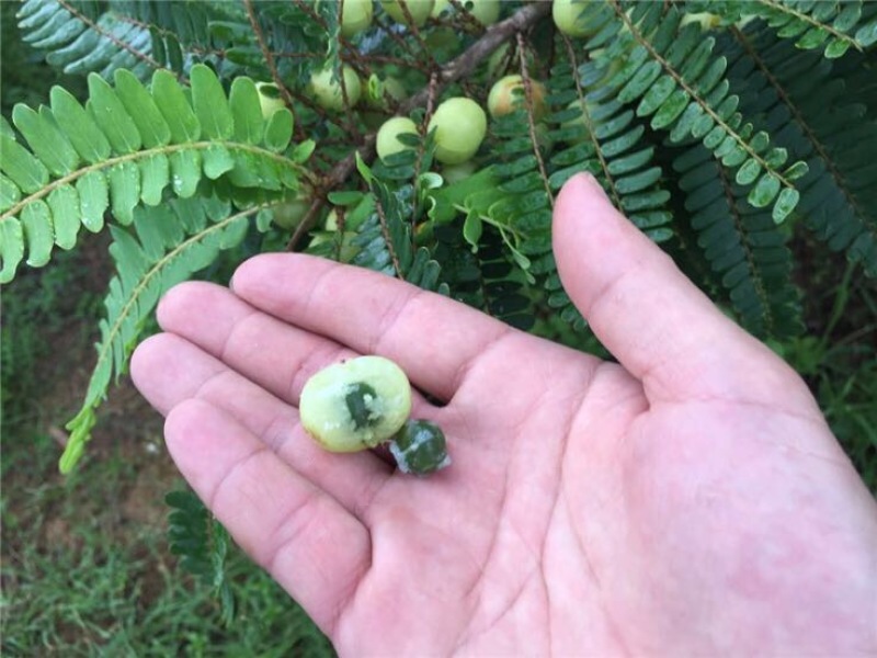 潮汕余甘子牛柑果油甘果新鲜现货现发